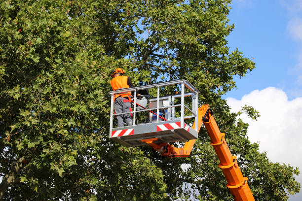 How Our Tree Care Process Works  in  Carthage, TN