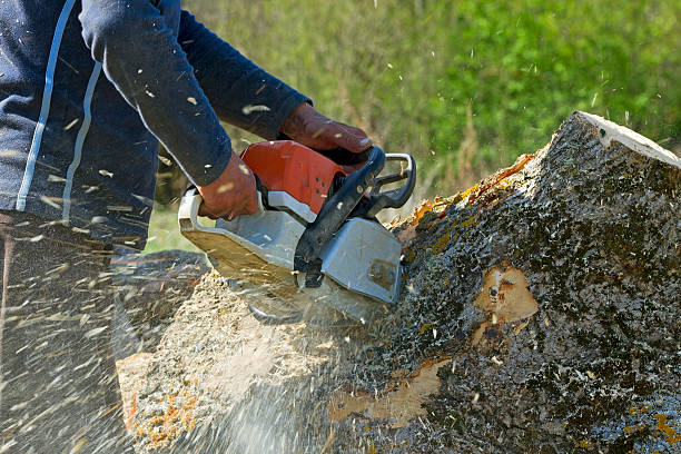 Seasonal Cleanup (Spring/Fall) in Carthage, TN